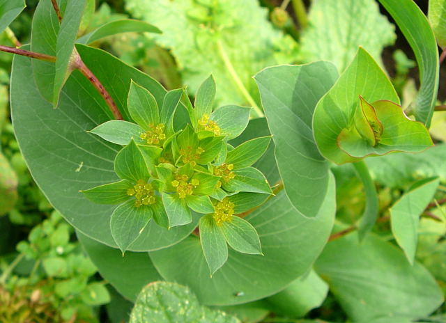 Rundblttrige Hasenohr (Bupleurum rotundifolium) Okt 2009  Htt Insekten 037