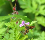 Ruperts Storchschnabel kl.1