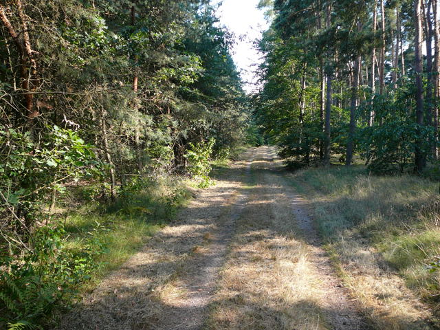 Salbei-Gamander (Teucrium scorodonia) Juli 2010 Insekten Viernheimer Wald 062