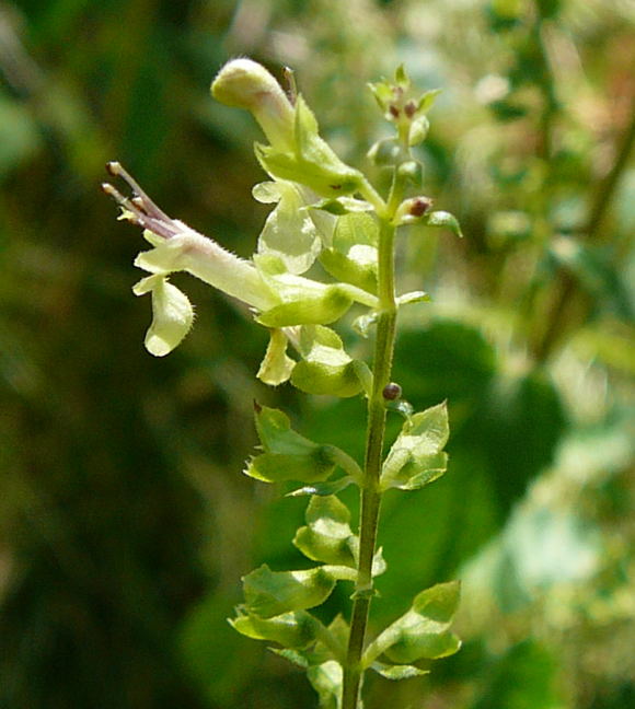 Salbei-Gamander (Teucrium scorodonia) Juli 2010 Insekten Viernheimer Wald 065