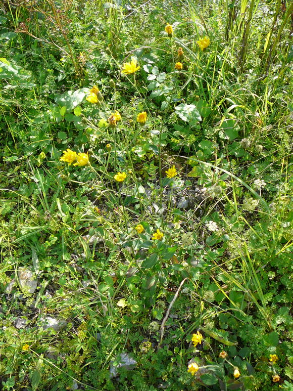 Savoyer Habichtskraut (Hieracium sabaudum agg.) Sept 2010 Viernheimer Glockenbuckel Blumen 052