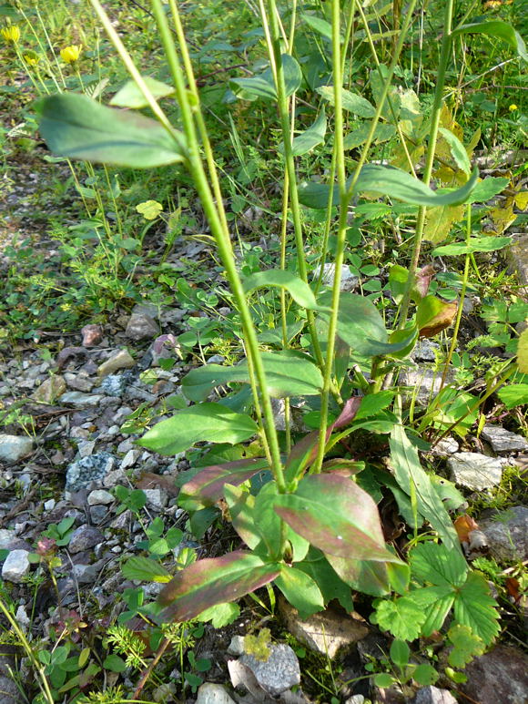 Savoyer Habichtskraut (Hieracium sabaudum agg.) Sept 2010 Viernheimer Glockenbuckel Blumen 057