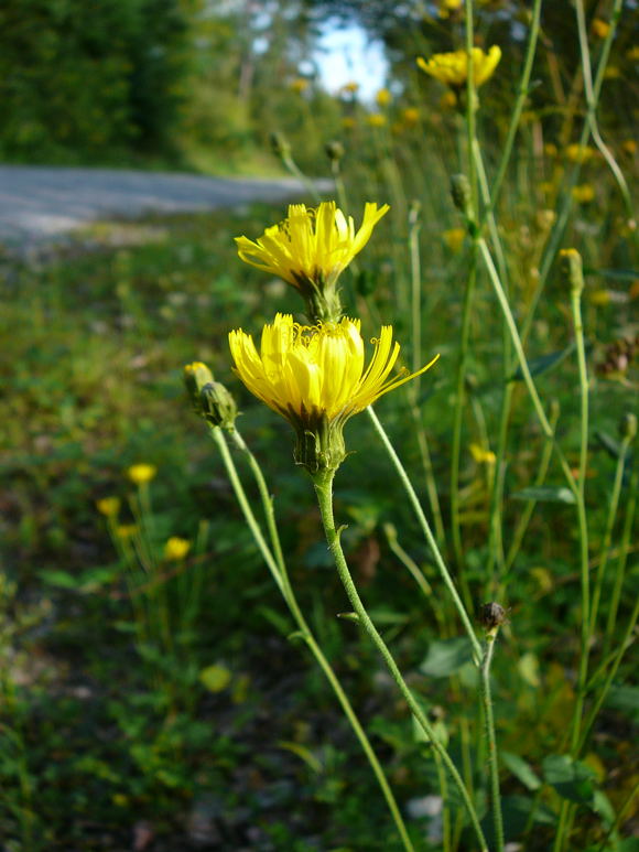 Savoyer Habichtskraut (Hieracium sabaudum agg.) Sept 2010 Viernheimer Glockenbuckel Blumen 058
