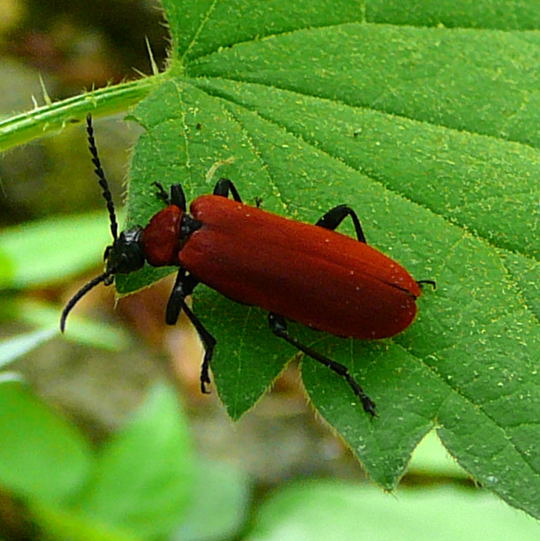 Scharlachroter Feuerkäfer (Pyrochroa coccinea) April 09 Geb.Franz & Insekten Hüttenfeld 049 Scharlachroter Feuerkäfer (Pyrochroa coccinea) April 09 Geb.Franz & Insekten Hüttenfeld 049
