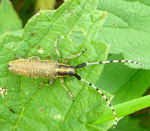 Scheckhorn-Distelbock kl.