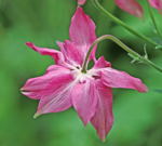 Scheinakelei Aquilegia ecalcarata-kl.