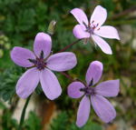 Schierlings-Reiherschnabel kl.1