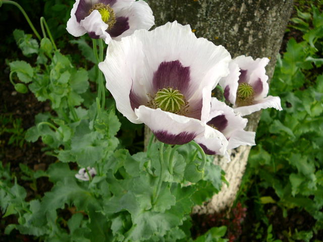 Schlaf-Mohn Papaver somniferum Juni 2010 Viernheimer Heide u. Kfertal Blumen 054