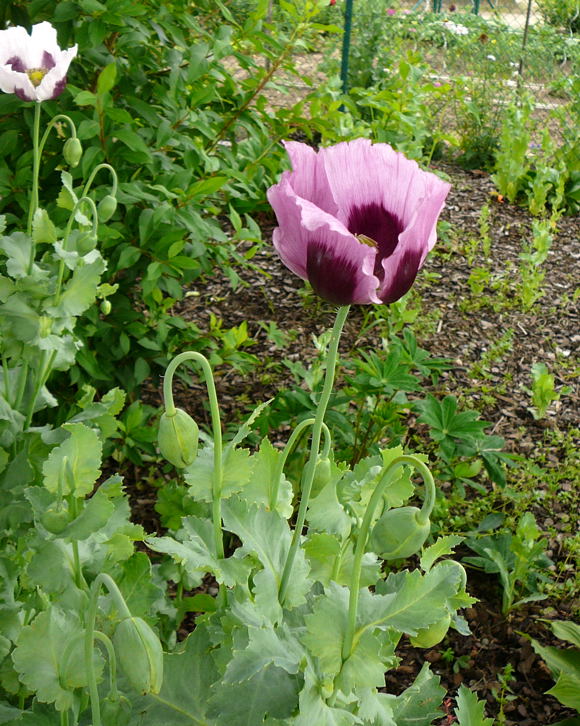 Schlaf-Mohn Papaver somniferum Juni 2010 Viernheimer Heide u. Kfertal Blumen 055