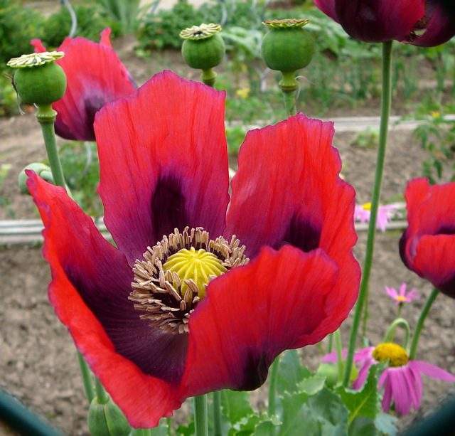 Schlaf-Mohn Papaver somniferum Juni 2010 Viernheimer Heide u. Kfertal Blumen 057