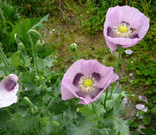 Schlaf-Mohn Papaver somniferum  Juni 2010 Viernheimer Heide u. Kfertal Blumen 100