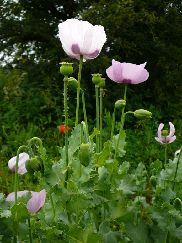 Schlaf-Mohn Papaver somniferum  Juni 2010 Viernheimer Heide u. Kfertal Blumen 101
