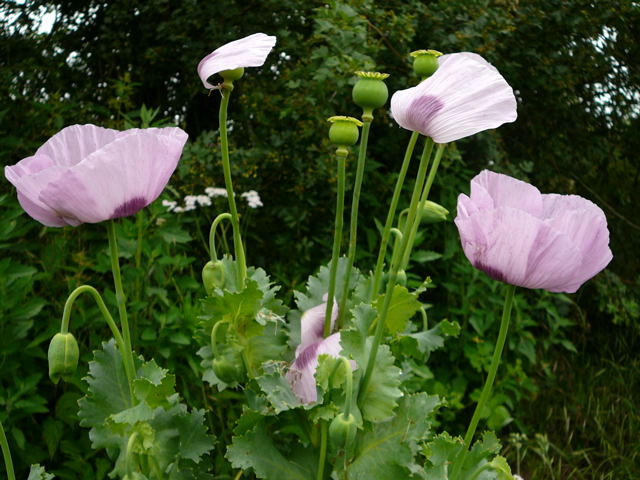 Schlaf-Mohn Papaver somniferum  Juni 2010 Viernheimer Heide u. Kfertal Blumen 103