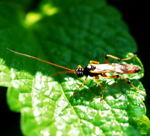Schlupfwespe Ichneumonidae kl.