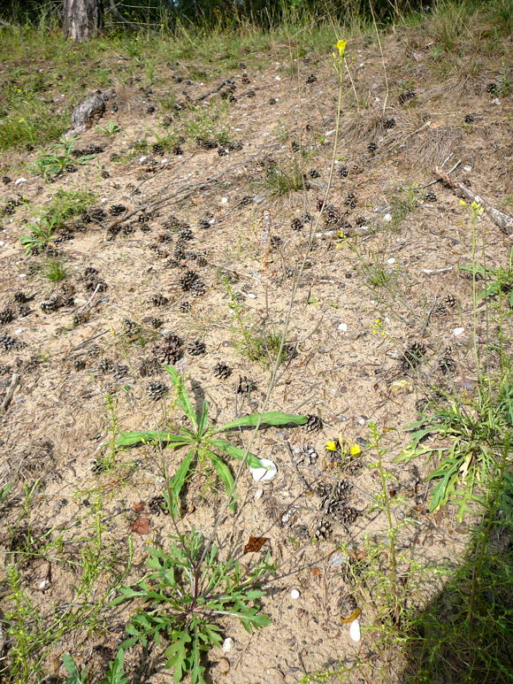 Schmalblttrige Doppelsame (Diplotaxis tenuifolia) Sept 2010 Viernheimer Glockenbuckel Blumen 020