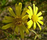 Schmalblttriges Greiskraut kl.