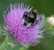 Schmarotzerhummel kl.