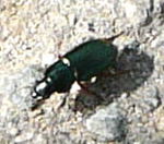 Schnellufer 2 Harpalus spec. kl.