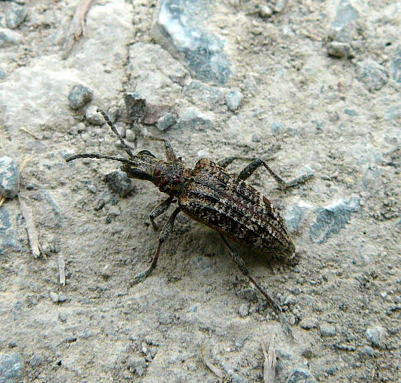 Schrotbock od. Kleiner Kiefernzangenbock Rhagium inquisitor April 2011 Viernheimer Wald u. Glockenbuckel 042 Schrotbock od. Kleiner Kiefernzangenbock Rhagium inquisitor April 2011 Viernheimer Wald u. Glockenbuckel 042