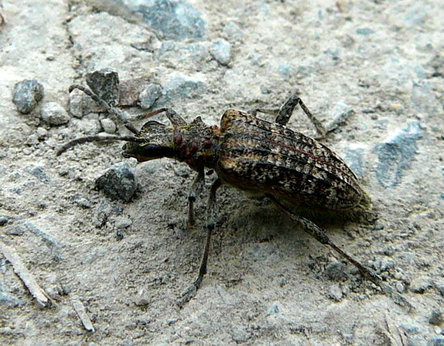Schrotbock od. Kleiner Kiefernzangenbock Rhagium inquisitor April 2011 Viernheimer Wald u. Glockenbuckel 043