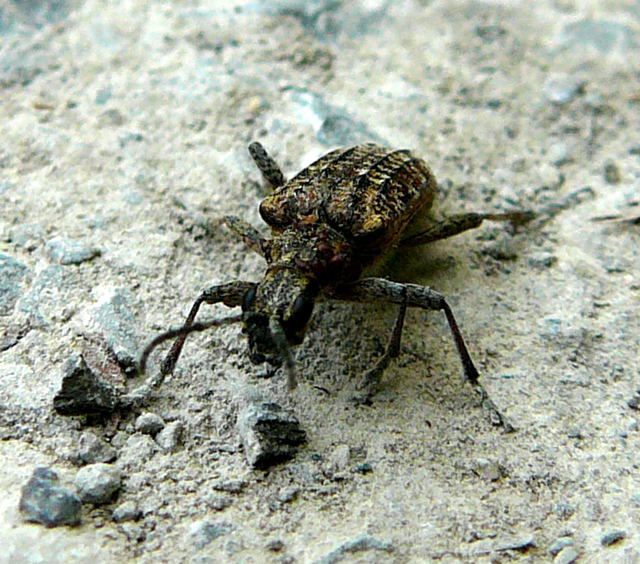 Schrotbock od. Kleiner Kiefernzangenbock Rhagium inquisitor April 2011 Viernheimer Wald u. Glockenbuckel 044