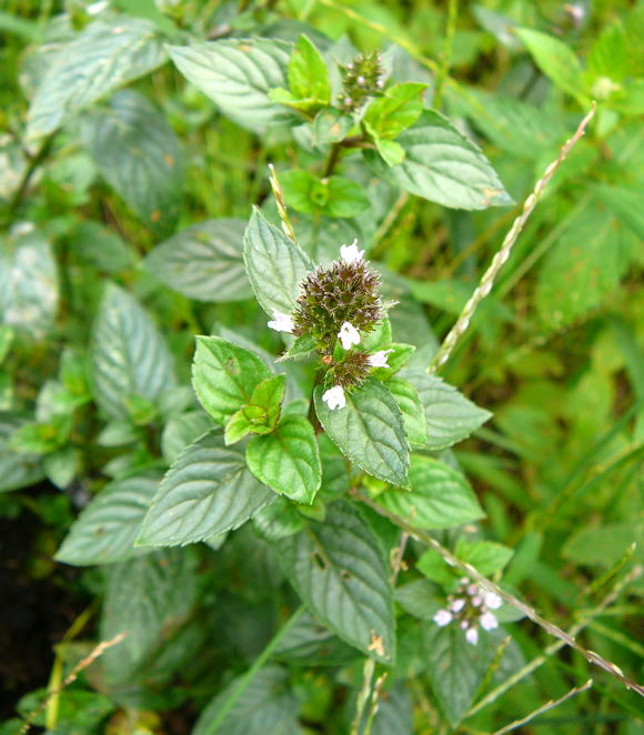 Schwarze Pfefferminze 1 Mentha x piperita L. var. vulgaris f. rubescens August 2008 Aktionstag ICE in Lorsch & Wildblumen Huett-Lorsch 103