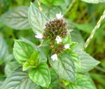 Schwarze Pfefferminze 1 Mentha x piperita L. var. vulgaris f. rubescens kl.