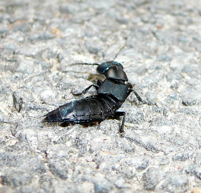 Schwarzer Moderkäfer sein - Ocypus spec -Aug 2009 Gartenparty und Vaesteras Schweden 029 Schwarzer Moderkäfer sein - Ocypus spec -Aug 2009 Gartenparty und Vaesteras Schweden 029