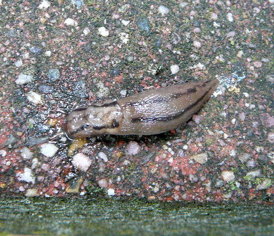 Schwarzer Schnegel Juni 2008 Feudenheim Wildblumen 001