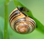 Schwarzmndige Bnderschnecke2 kl.