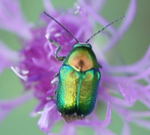 Seidiger Fallkfer (Cryptocephalus sericeus) kl.