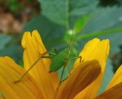 Sichelschrecke Jungtier kl.