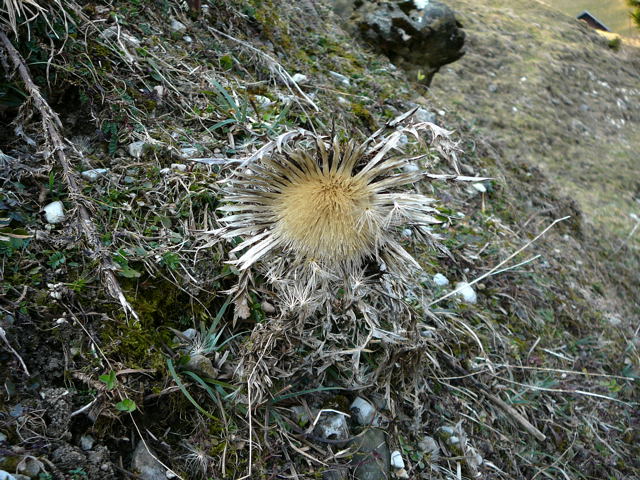 Silberdistel (Carlina acaulis Februar 2011 Bombardier-Reise Wildhaus Schweiz 127