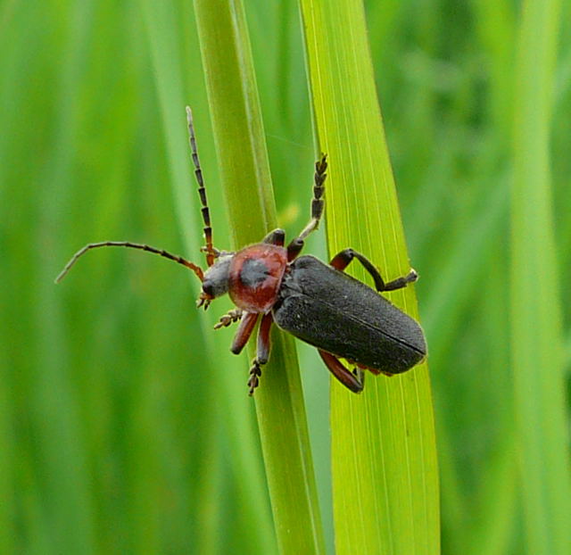 Soldatenkfer (Cantharis rustica) Weichkfer Mai 09 Wildblumen & Insekten Graben Hemsbach 007