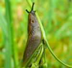 Spanische Wegschnecke kl.