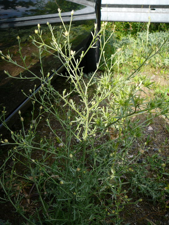 Sparrige Flockenblume Centaurea diffusa Juni 2011 Huettenfeld Insekten + Mannheim Firmenparkplatz 058