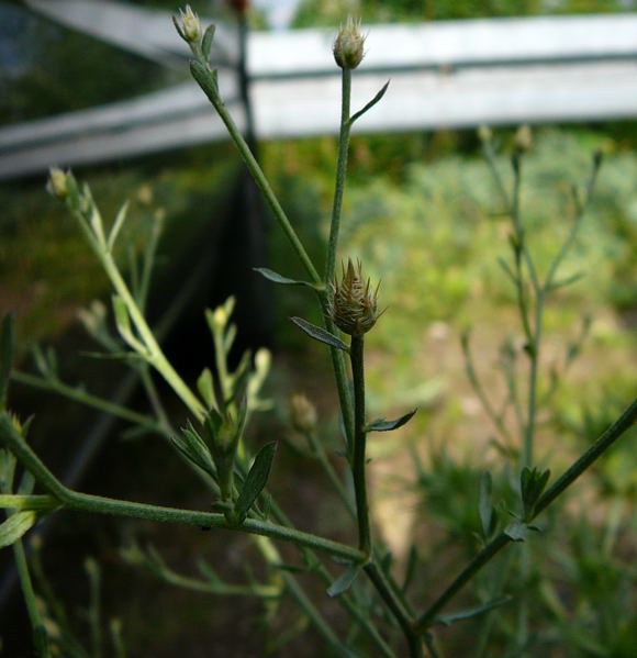 Sparrige Flockenblume Centaurea diffusa Juni 2011 Huettenfeld Insekten + Mannheim Firmenparkplatz 059