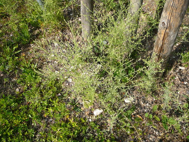 Sparrige Flockenblume Centaurea diffusa Juni 2011 Huettenfeld Insekten + Mannheim Firmenparkplatz 061
