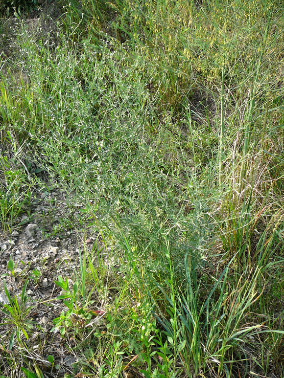 Sparrige Flockenblume Juni 2011 Viernheimer Heide