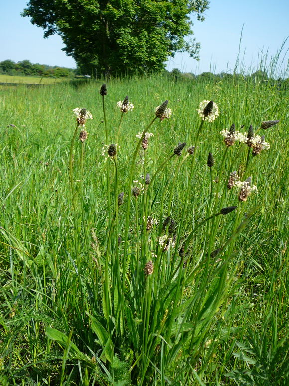 Spitzwegerich Plantago lanceola