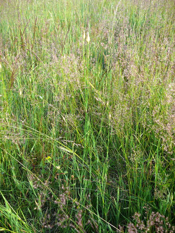 Sprossende Felsennelke Petrorhagia prolifera Juni 2010 Viernheimer Heide 063