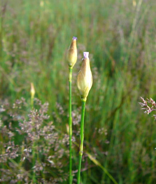 Sprossende Felsennelke Petrorhagia prolifera Juni 2010 Viernheimer Heide 064