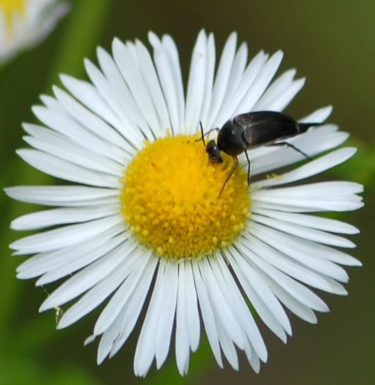 Stachelkfer - Mordelliidae Juni 2008 Schmetterlinge Viernheimer Wald 024