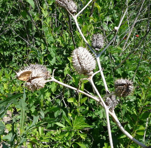 Stechapfel (Datura stramonium) Mai 09 Lorsch Weschnitzinsel Pana 063