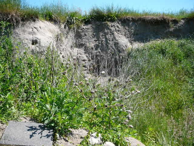 Stechapfel (Datura stramonium) Mai 09 Lorsch Weschnitzinsel Pana 068