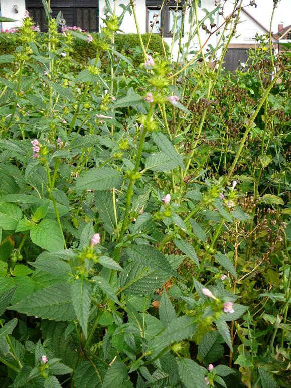 Stechender Hohlzahn  (Galeopsis tetrahit) Juli 09 Huettenfeld 004