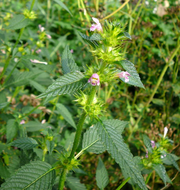 Stechender Hohlzahn  (Galeopsis tetrahit) Juli 09 Huettenfeld 005