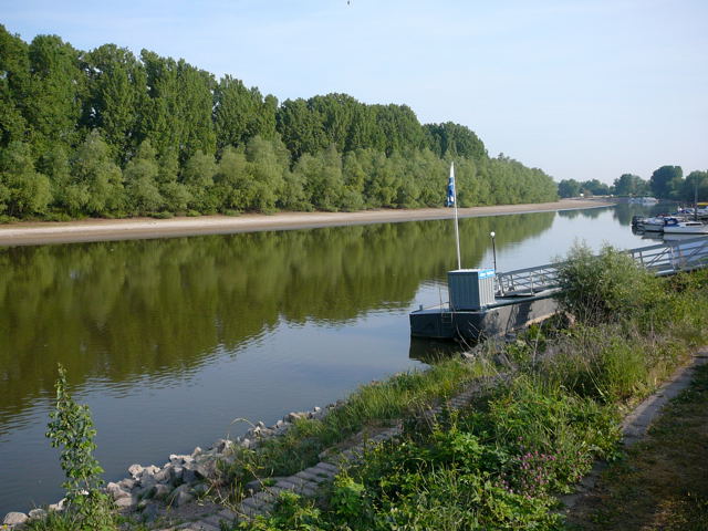 Steifes Barbarakraut (Barbarea stricta) Mai 2011 Biedensand Veilchen und Insekten 002