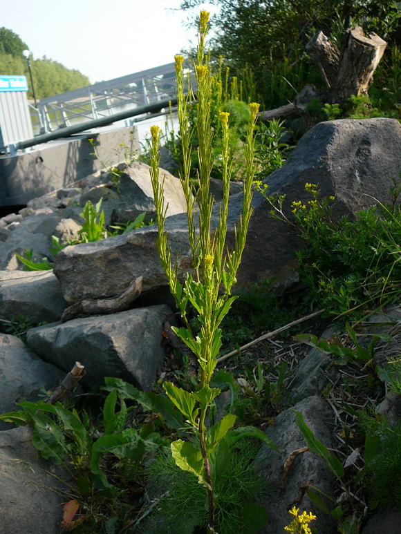 Steifes Barbarakraut (Barbarea stricta) Mai 2011 Biedensand Veilchen und Insekten 005