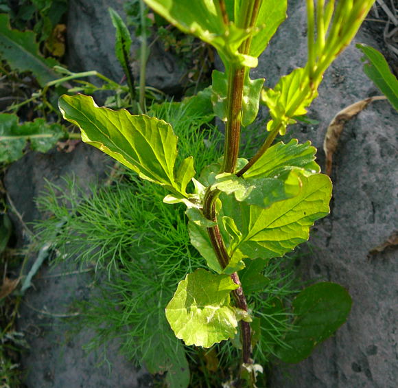 Steifes Barbarakraut (Barbarea stricta) Mai 2011 Biedensand Veilchen und Insekten 006